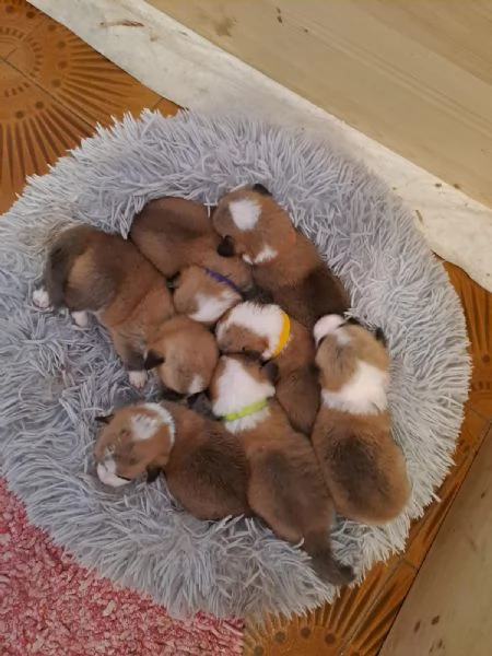 Cuccioli Welsh Corgi Pembroke | Foto 2