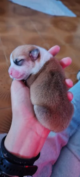 Cuccioli Welsh Corgi Pembroke | Foto 1
