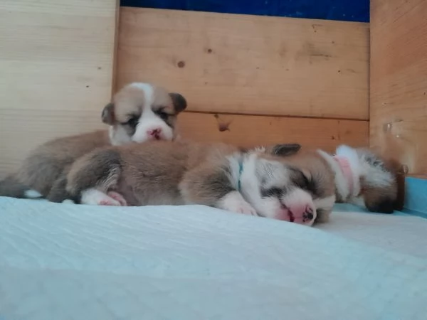 Cuccioli Welsh Corgi Pembroke