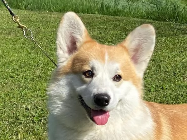 Cuccioli Welsh Corgi Pembroke | Foto 0