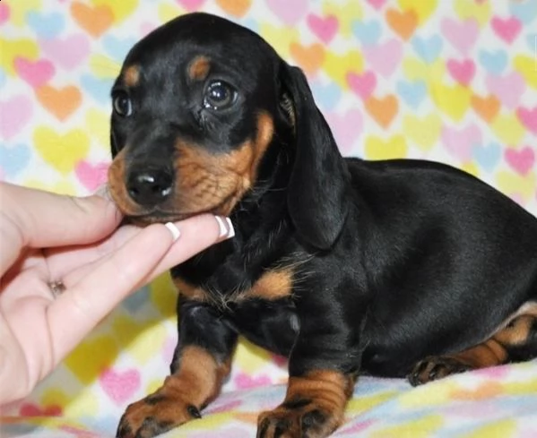  adorabili cuccioli di bassotto.