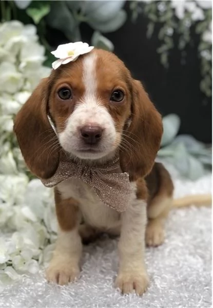 cuccioli di beagle