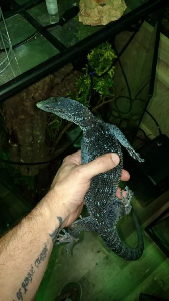 monitor dell'albero blu (varanus macraei)