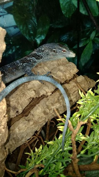 monitor dell'albero blu (varanus macraei) | Foto 2