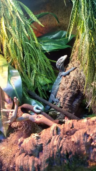 monitor dell'albero blu (varanus macraei) | Foto 0