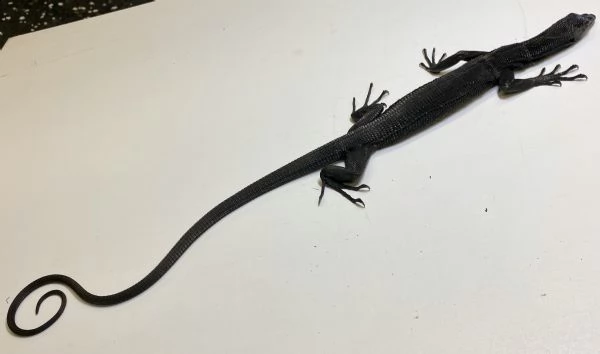 monitor black tree disponibili per la vendita