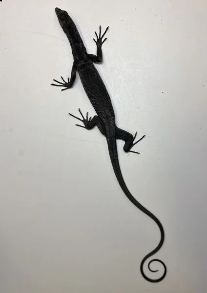 monitor black tree disponibili per la vendita | Foto 1