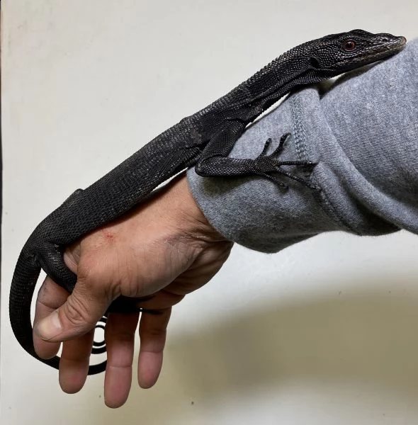 monitor black tree disponibili per la vendita | Foto 0