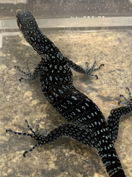 elenco varanus beccarii (monitor albero nero).