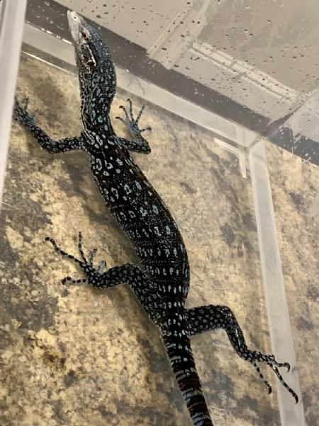 elenco varanus beccarii (monitor albero nero). | Foto 0
