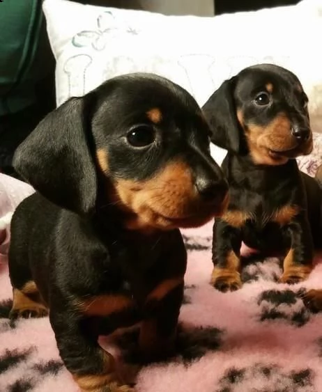  regalo adorabili cuccioli bassotto femminucce e maschietti gratuita i cuccioli sono vaccinati sverm