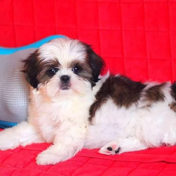 regalo shih-tzu  toy