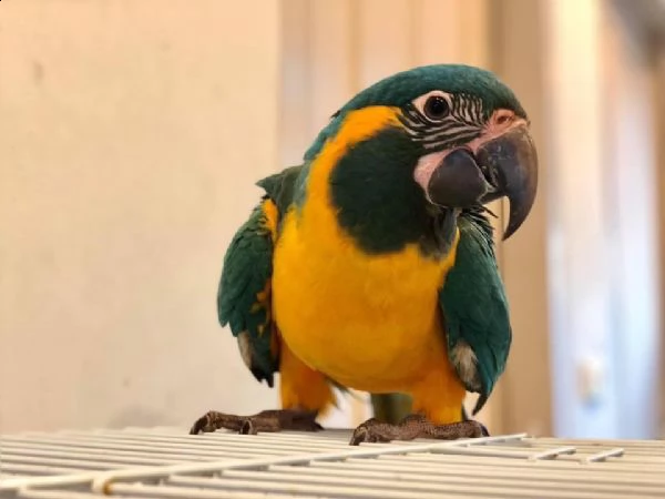pappagalli allevati a mano | Foto 1