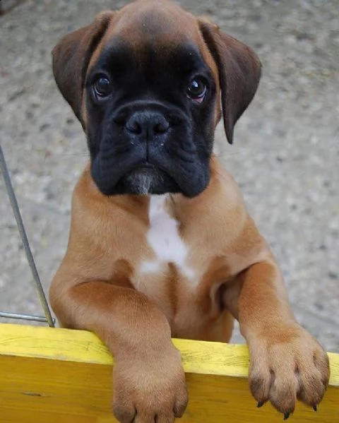  regalo estremamente carino cuccioli di boxer per l'adozione sono a casa sollevati e vasino addestra