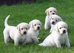 bello labrador , maschio e femmina,in regalo