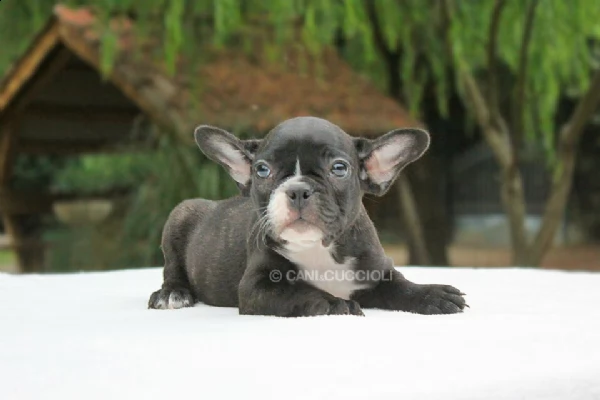 disponibile questo meraviglioso cucciolotto di bulldog francese