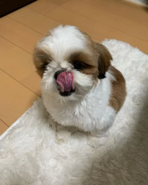 regalo cuccioli shih tzu avente : primi vaccini, passaporto, libretto sanitario, microchip. possibil