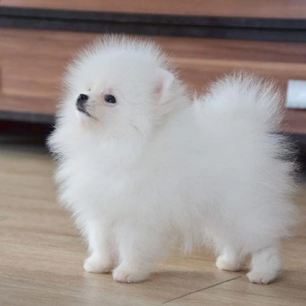 regalo cucciolo regalo cuccioli di pomerania.