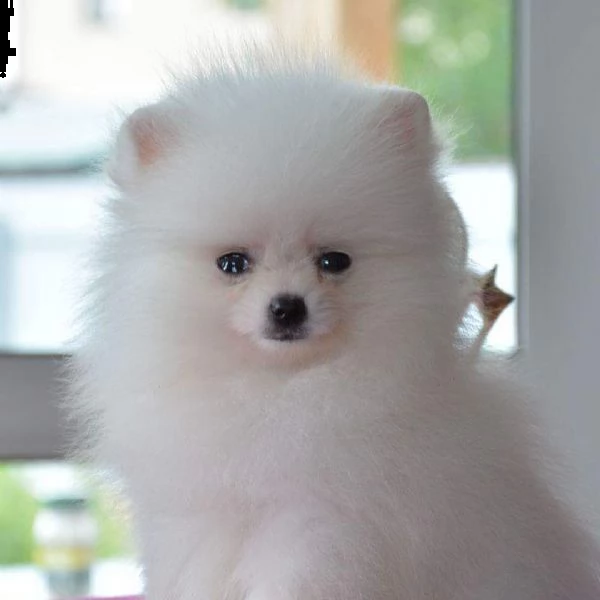 regalo di cuccioli pomerania giocattolo | Foto 0