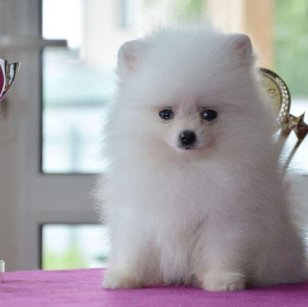regalo cucciolo mini giocattolo pomerania