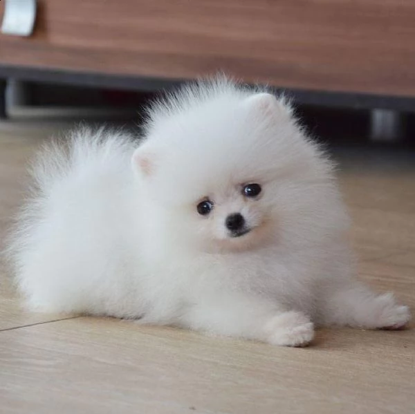 regalo cucciolo pomerania maschio e femmina | Foto 0