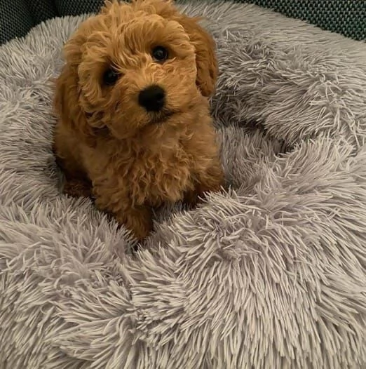 regalo cucciolo barboncino nano toy femmina | Foto 0