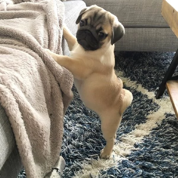 regalo cuccioli di calino bellissimi cuccioli disponibili, carattere adorabile ,sono docili ed affet