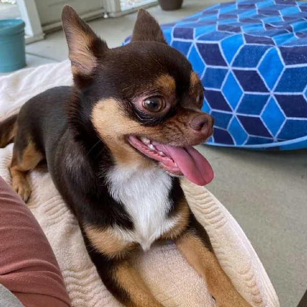 regalo chihuahua meravigliosi cuccioli di chihuahua ottima genealogia, gia vaccinati, sverminati e m