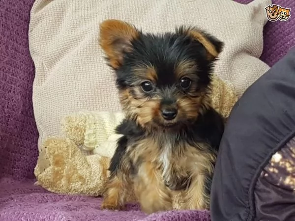 regalo yorkshire cuccioli meravigliosi ! 