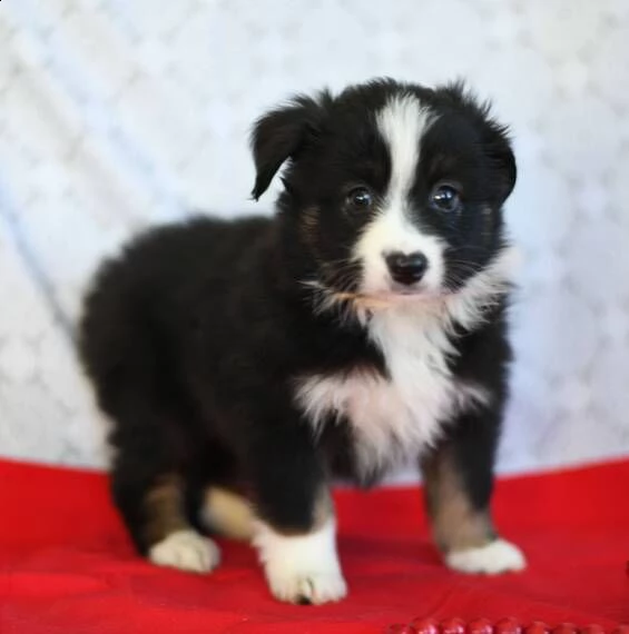 regalo alano cuccioli introvabili cuccioli di alano intelligenti e dolcissimi attaccati al padrone c | Foto 0