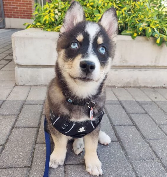 regalo siberian husky con pedigree consegna con : libretto sanitario, vaccini certificati dal veteri