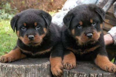 adorabili cuccioli di rottweiler