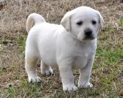 adorabili cuccioli di labrador femminucce e maschietti disponibili per l'adozione gratuita i cucciol | Foto 0