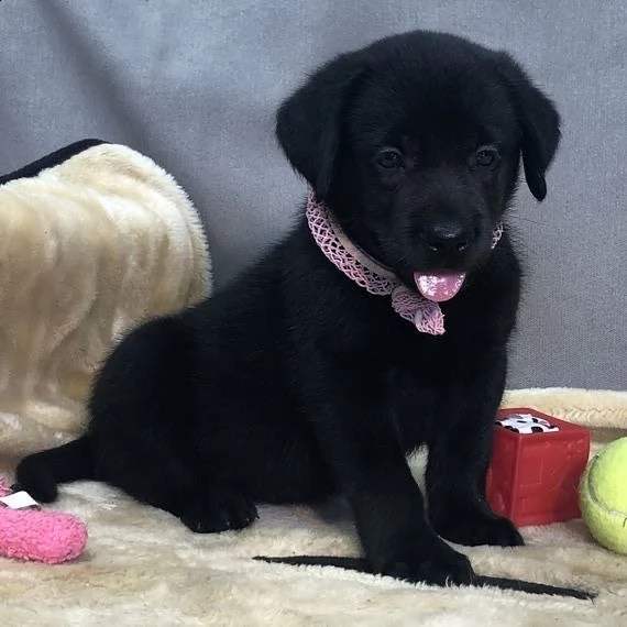 simpatici cuccioli di labrador retriever in adozione