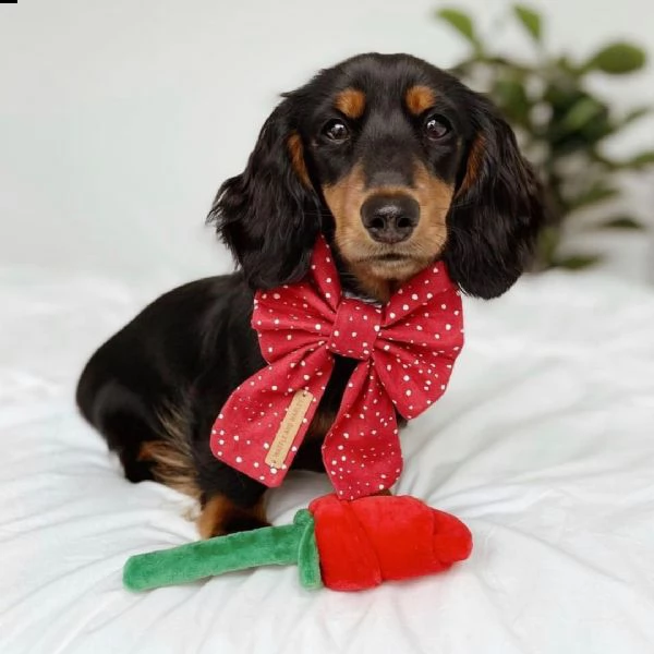 cuccioli di bassotto sani e ben addestrati per l'adozione gratuita