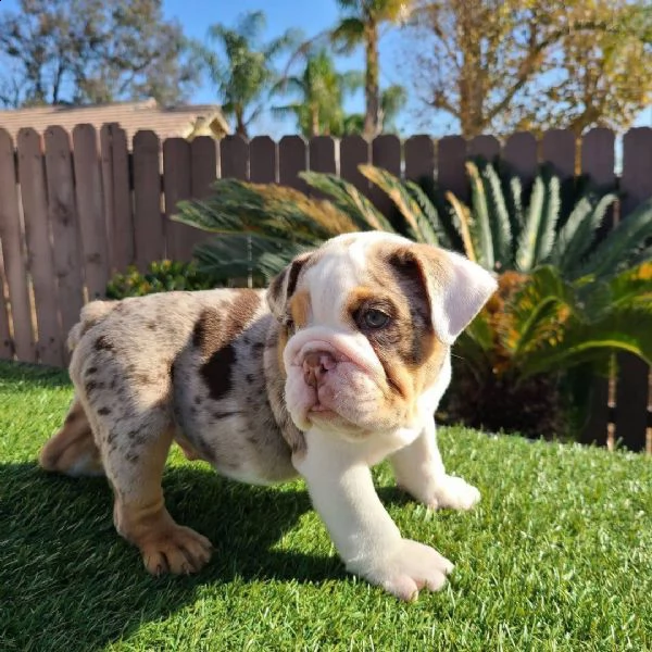 cuccioli bulldog inglese adozione | Foto 0