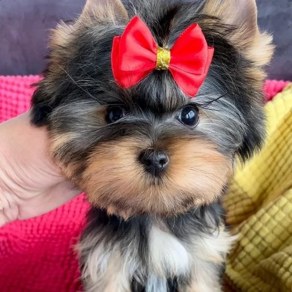 cuccioli di yorkie registrati per l'adozione