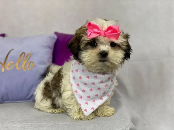 bellissimi cuccioli imperiali di shih tzu per l'adozione