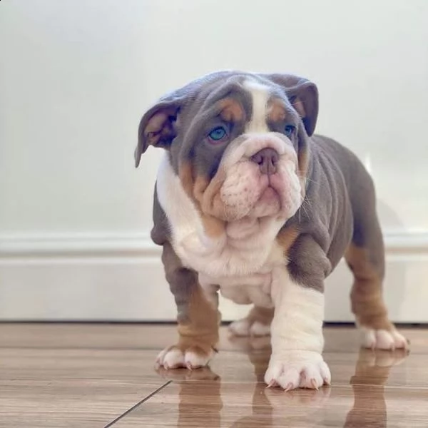 cuccioli bulldog inglese adozione | Foto 0
