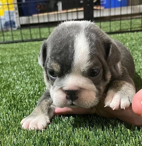 cuccioli bulldog inglese adozione