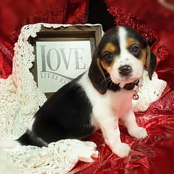 cuccioli di beagle | Foto 0