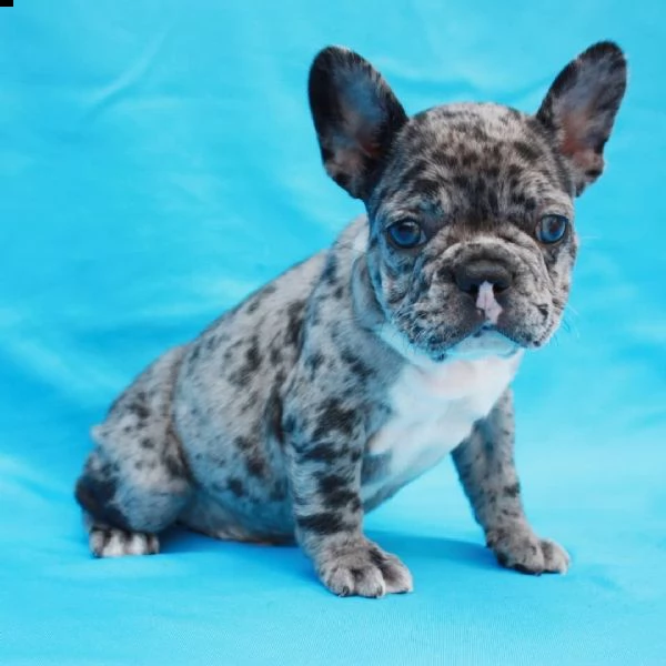 cuccioli di bulldog francese ben addestrati