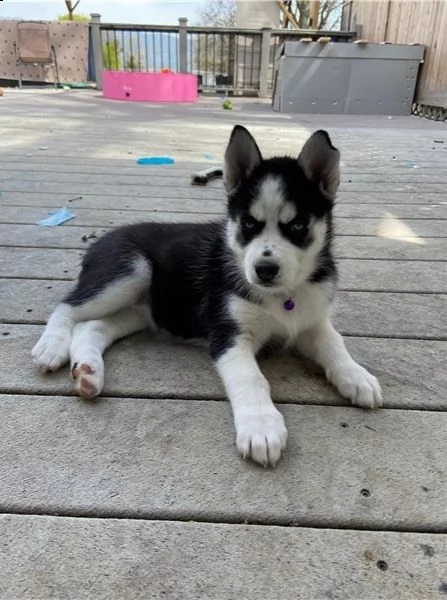 cuccioli di siberian husky