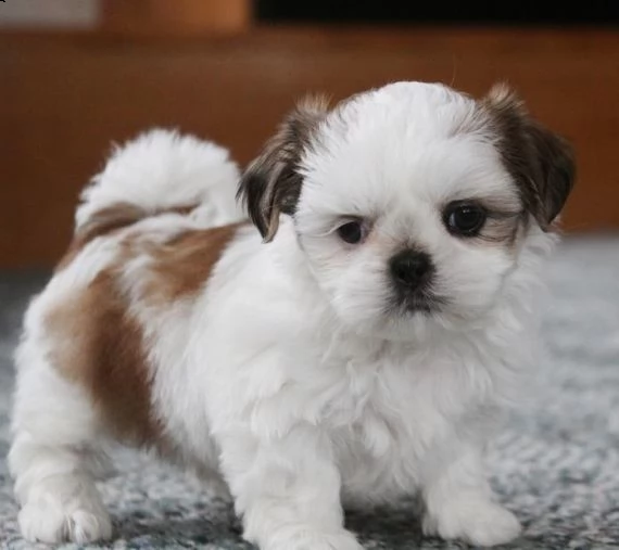regalo cuccioli shih tzu