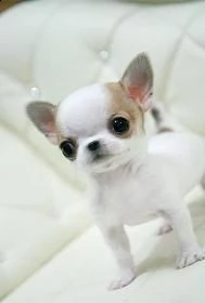 email : arwenbrades10[at]gmail[.com] adorabili cuccioli di chihuahua femminucce e maschietti disponibili 