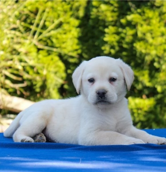  labrador james