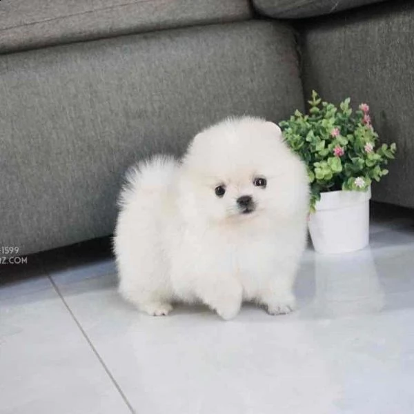 regalo cucciolo regalo pomerania cuccioli (maschio e femmina)