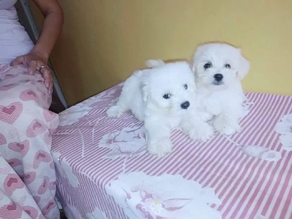 cuccioli maltese toy massimo 2kg e mezzo
