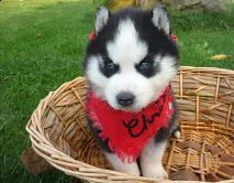 regalo cucciolo regalo siberian husky con pedigree 