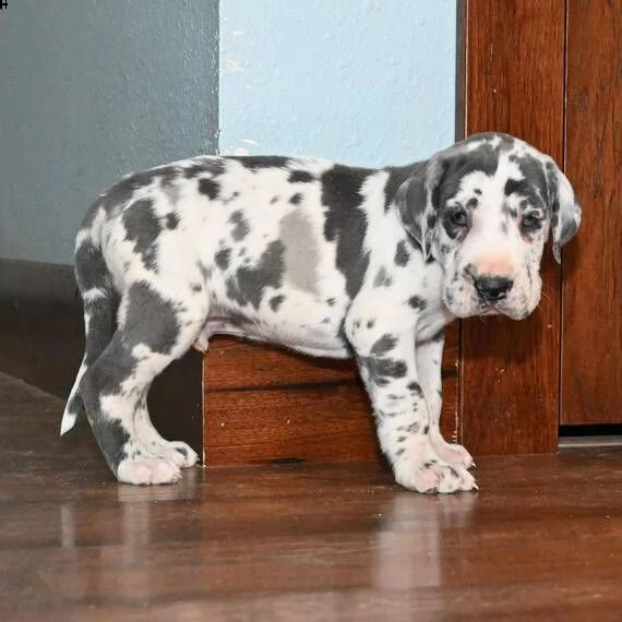 alano cuccioli